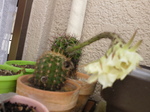 NEC_0296.JPG