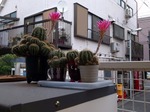 IMG_20170525_155059.jpg